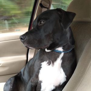 Meet your Posher, Barbara